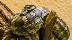 6 foot carpet python drops from