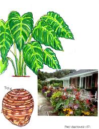 I started growing both of these elephant ears at the same time , one was in my koi pond the small one was in my smaller pond with no fish. Container Planted Or In The Ground Elephant Ear Plants Are A Focal Point Fred Gonsowski Garden Home