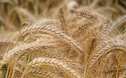Image result for sharbati wheat benefits