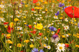 Sowing Wildflower Seeds In Your Garden