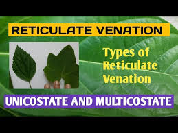 venation reticulate venation and its