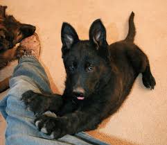 Sire for 2021 puppies bruiser diehlomov dna v791938 he was bred numerous times as a younger dog , continually reproducing & outproducing himself !! Black German Shepherd Black German Shepherd Puppies German Shepherd Puppies Shepherd Puppies