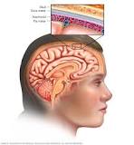 Image result for human brain outer layer