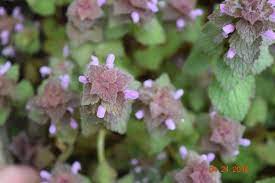 The purple flower (small bit that attaches to the plant) is a bit sweet in taste. Spotlight On Weeds Purple Deadnettle Purdue Landscape Report