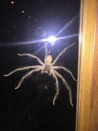 Description of the huntsman spider. Australian Giant Huntsman Spider Is So Big It Scared Away A Cat 9gag