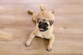 best flooring for dogs
