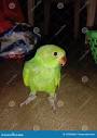 Indian parrot picture tota stock photo. Image of parrot - 172335406