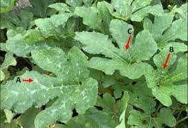 disease management in pumpkins how to