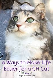 Make a difference for a homeless pet and bring love home. 6 Ways To Make Life Easier For A Ch Cat Kitty Cat Chronicles