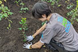 takao kobo tree planting festival
