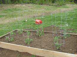 growing tomato in raised beds the