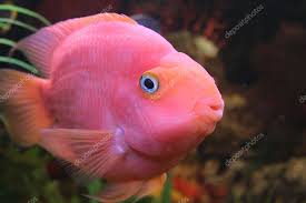 red parrot fish stock photo