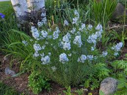 Amsonia | Native Bluestar Perennials ...