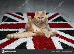 cute tabby cat sitiing carpet british
