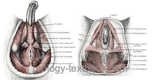 pelvic cavity anatomy
