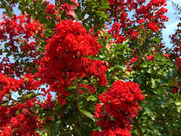 12 gorgeous red flowering trees a z