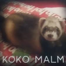 koko carpet shark malm 2018 2019