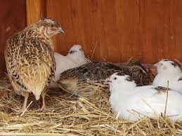 We incubate, hatch and raise quail for eggs and meat. Raising Quail In Your Backyard Tales From Home