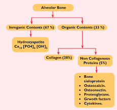7 chemical composition of the alveolar