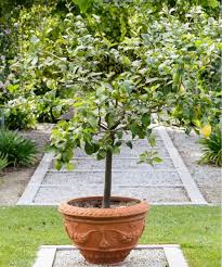 best trees to grow in pots 12 stunning