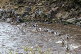 What country do zebras live in? 10 Places Where Zebras Live In The Wild