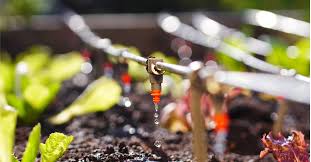 Drip Irrigation For Cans Growing