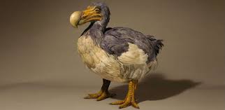 Le dodo, symbole national de l'Ile Maurice – Destination Ile Maurice