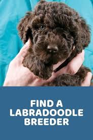all about labradoodles doodle doods