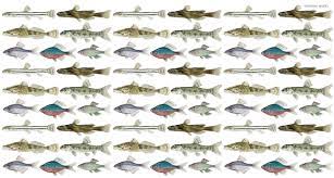 日本の淡水魚～絶滅危惧種図鑑～ ｜WWFジャパン