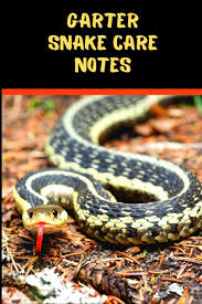 A pet snake that doesn't eat mice? Garter Snake Care Notes Customized Easy To Use Daily Pet Snake Accessories Care Log Book To Look After All Your Pet Snake S Needs Great For Tank Temperature And Equipment Maintenance Books
