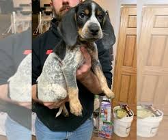 Our dogs and puppies come with records of shots and worming. Puppyfinder Com Bluetick Coonhound Puppies Puppies For Sale Near Me In Missouri Usa Page 1 Displays 10