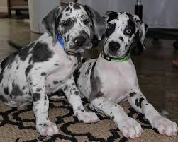 Sometimes, you may find a great dane for free in ohio to a good home listed by an owner who may no longer be able to look after them because of. Great Dane Puppies For Sale Dane Puppies Great Dane Puppy Great Dane