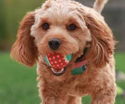 Navigate to the first search result item. Cavapoo Breeders In The Uk Cavapoo World