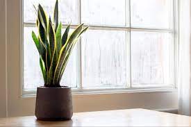 Is Snake Plant Poisonous To Cats Dogs