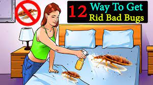 12 ways to get rid bed bugs naturally
