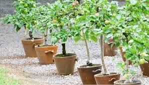 Growing Fruit Trees In Containers