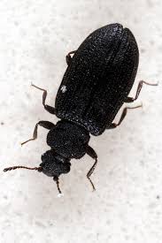 beetle bug in the bathroom enicmus