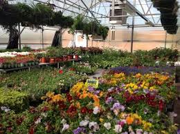 greenhouse at chicago high for