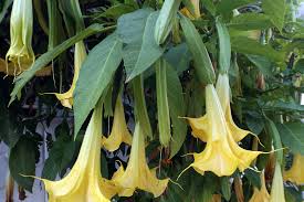 Mix a healthy dose of compost into the soil prior to planting. Angel S Trumpet Poisoning In Dogs Symptoms Causes Diagnosis Treatment Recovery Management Cost