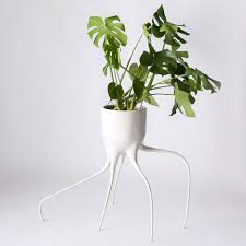 monstera plant pots balance on spindly legs