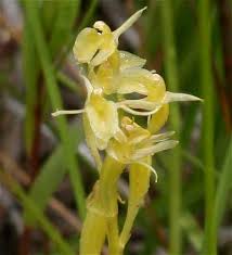 Liparis loeselii - Online Virtual Flora of Wisconsin