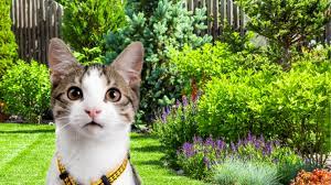 hidden fence can keep your cat safe