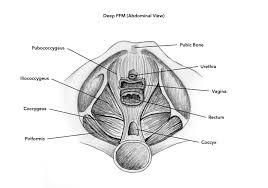 pelvic floor muscles 101 the kegel