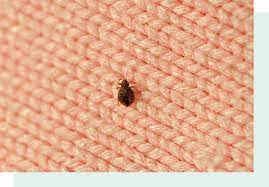 Early Signs Of Bed Bugs How To Get