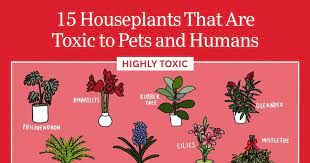15 Poisonous Plants Dangerous And