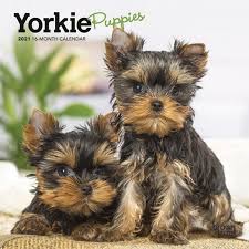 yorkshire terrier puppies 2021 mini 7x7