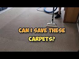 carpet cleaning pest