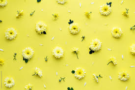 yellow flower background by stocksy