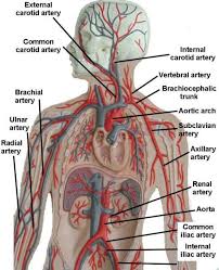 Which of the following blood vessels carries blood away from the heart to other organs? Image Result For Human Arteries And Veins Labeled Model Anatomy Models Labeled Human Heart Anatomy Arteries And Veins
