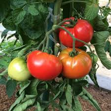 Tomato Varieties Types Of Tomatoes Heirloom Tomatoes